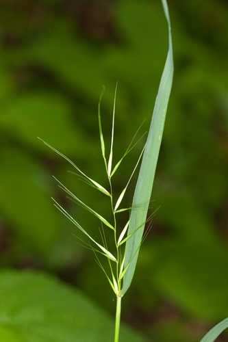 Elymus hystrix #8